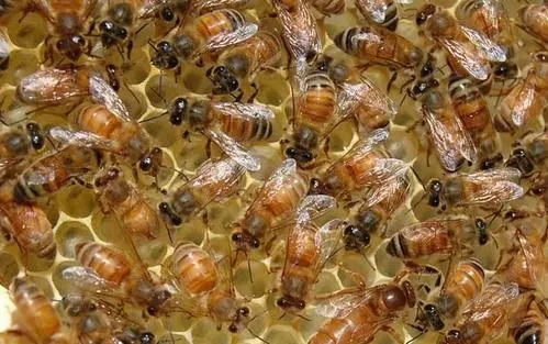 蜜蜂哪個是雌性(蜜蜂是雌性毒還是雄性多) 蜜蜂哪個是雌性(蜜蜂是雌性毒還是雄性多)