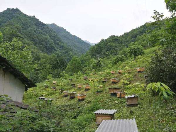 【蜜蜂養(yǎng)殖】如何有效防止和處理蜂群盜蜂現(xiàn)象 如何有效防止和處理蜂群盜蜂現(xiàn)象