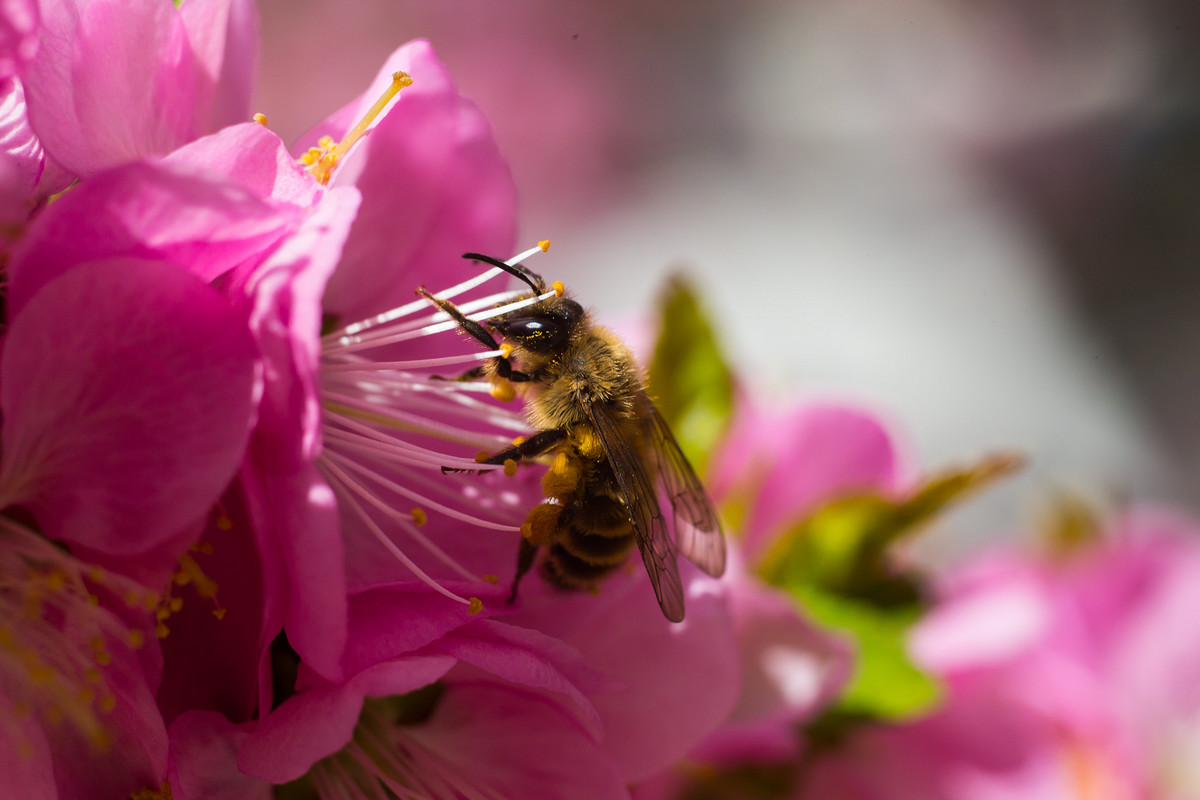 最好的蜂蜜在哪里(盤點(diǎn)世界各地的知名蜂蜜) 最好的蜂蜜在哪里(盤點(diǎn)世界各地的知名蜂蜜)
