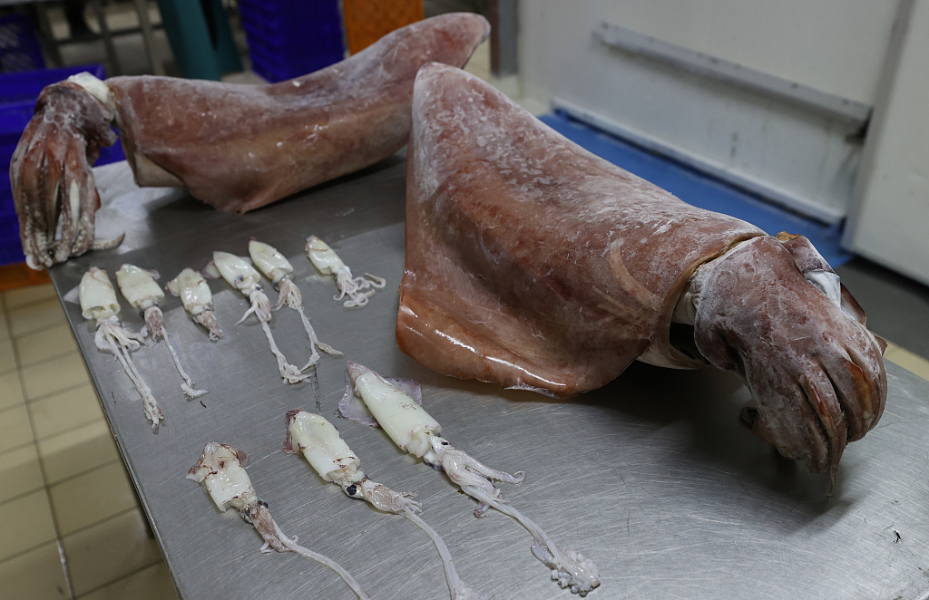 愛(ài)琴海出現(xiàn)16公斤巨型烏賊 科學(xué)家稱因海水溫度升高