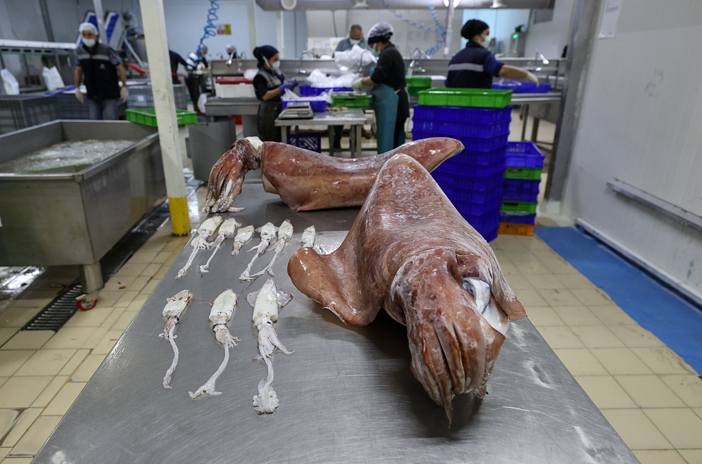 愛(ài)琴海出現(xiàn)16公斤巨型烏賊 科學(xué)家稱因海水溫度升高