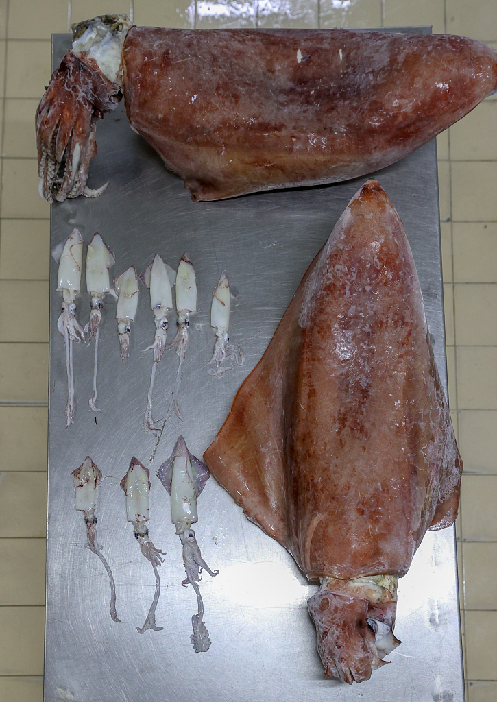 愛(ài)琴海出現(xiàn)16公斤巨型烏賊 科學(xué)家稱因海水溫度升高