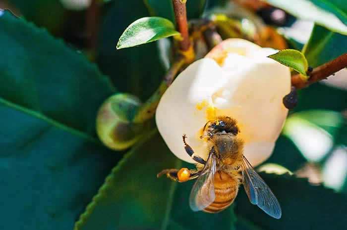 【蜜蜂知識】意大利蜜蜂什么時(shí)候秋繁? 意大利蜜蜂什么時(shí)候秋繁?