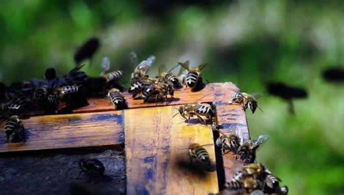 【蜜蜂知識】意大利蜜蜂什么時(shí)候秋繁? 意大利蜜蜂什么時(shí)候秋繁?