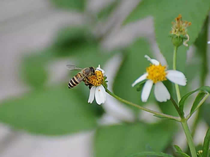 【蜜蜂知識】意大利蜜蜂什么時(shí)候秋繁? 意大利蜜蜂什么時(shí)候秋繁?