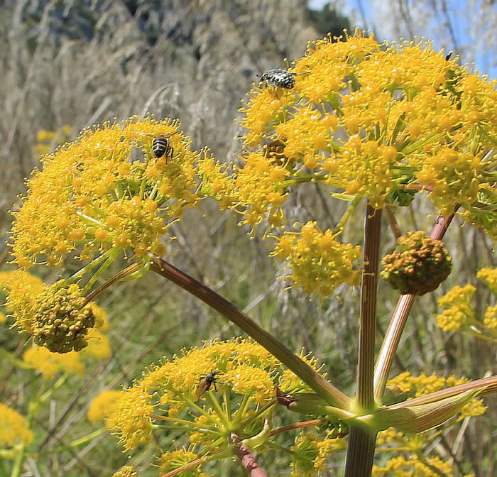 【蜜蜂知識】意大利蜜蜂什么時(shí)候秋繁? 意大利蜜蜂什么時(shí)候秋繁?