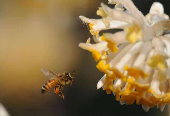 【蜜蜂知識】意大利蜜蜂什么時(shí)候秋繁? 意大利蜜蜂什么時(shí)候秋繁?