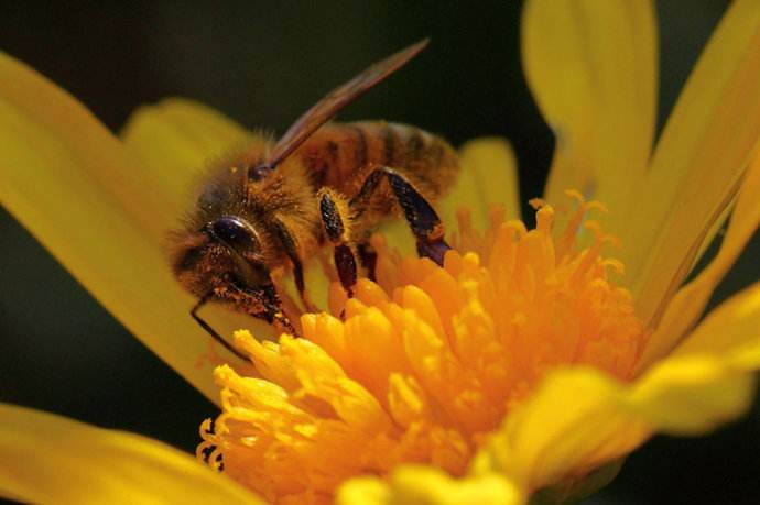 【蜜蜂知識】意大利蜜蜂什么時(shí)候秋繁? 意大利蜜蜂什么時(shí)候秋繁?
