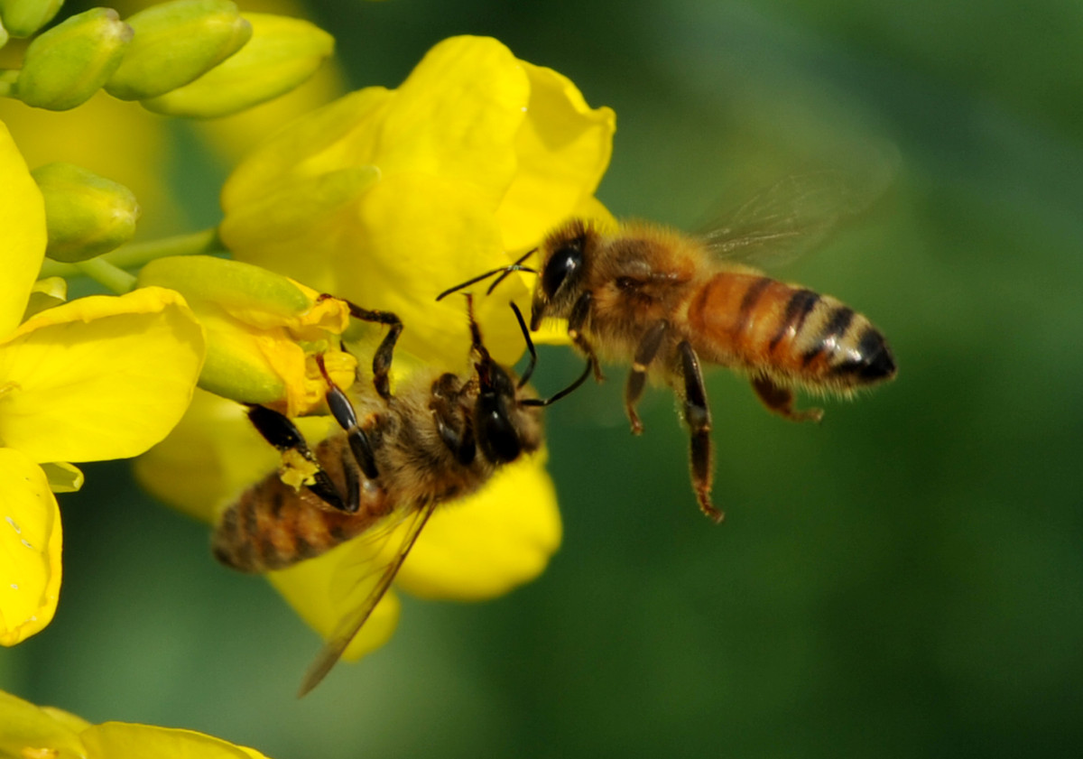 蜜蜂為什么要采蜜和釀蜜？它們為誰采蜜？