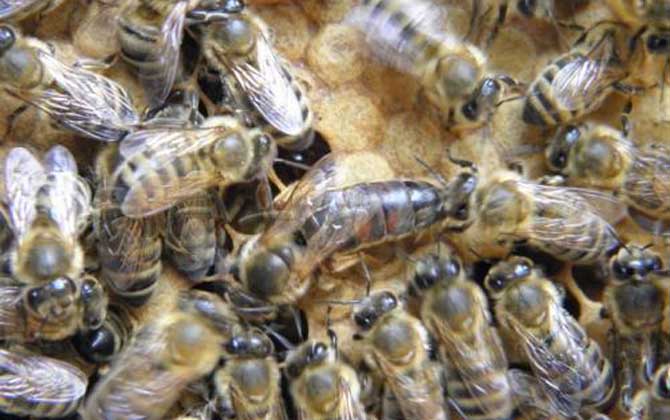 東北黑蜂價格 東北黑蜂價格