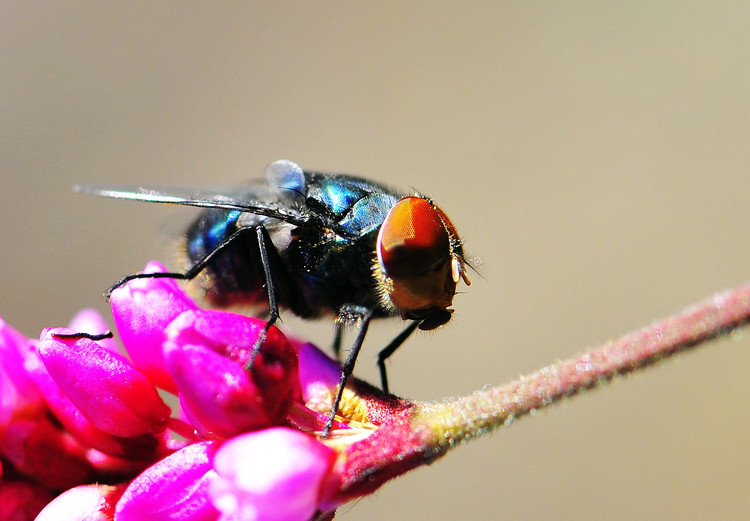 【蜜蜂知識(shí)】僵尸蜜蜂真的存在嗎? 僵尸蜜蜂真的存在嗎?