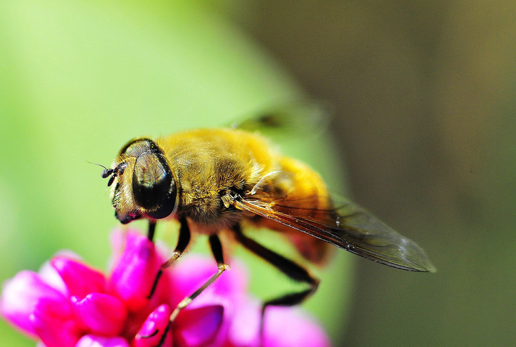 【蜜蜂知識(shí)】僵尸蜜蜂真的存在嗎? 僵尸蜜蜂真的存在嗎?