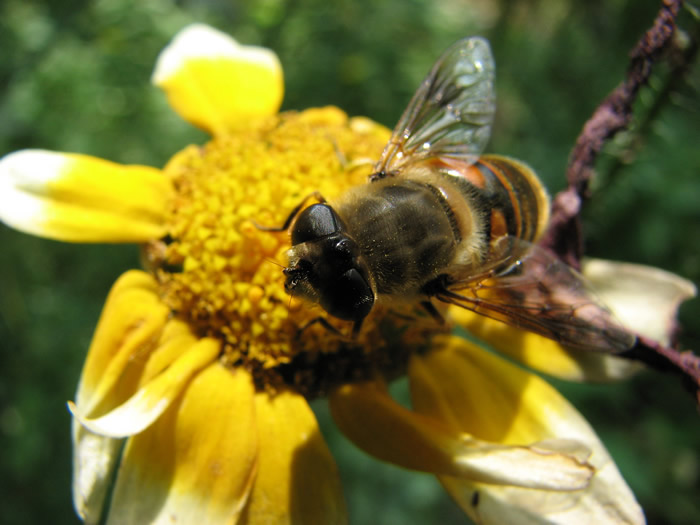 【蜜蜂知識(shí)】僵尸蜜蜂真的存在嗎? 僵尸蜜蜂真的存在嗎?
