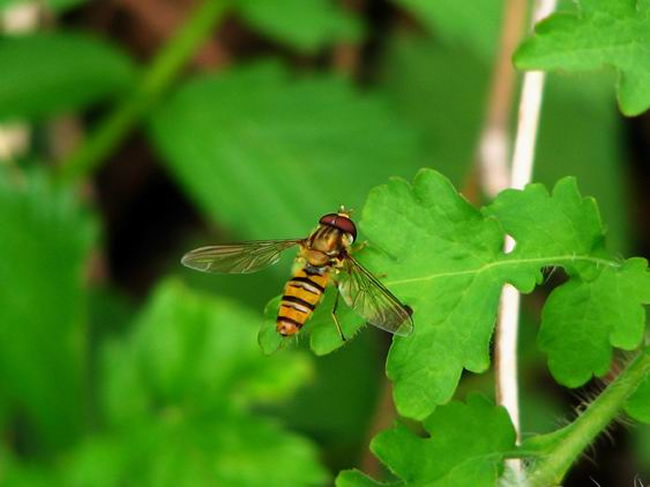 【蜜蜂知識(shí)】僵尸蜜蜂真的存在嗎? 僵尸蜜蜂真的存在嗎?