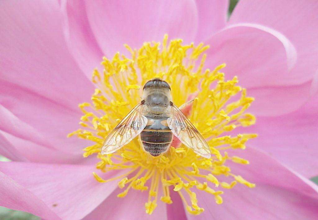 蜜蜂是每個季節都產蜜嗎? 蜜蜂是每個季節都產蜜嗎?