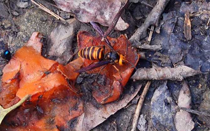 中國大虎頭蜂雄蜂和雌蜂的區(qū)別（中國大虎頭蜂怎么分公母）