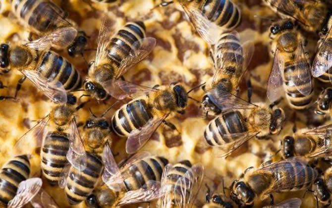 自然分蜂和人工分蜂哪個(gè)好(人工分蜂方法) 自然分蜂和人工分蜂哪個(gè)好(人工分蜂方法)