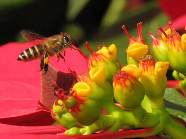 工蜂上脾蜂王不上脾是什么原因(蜂王不上脾是怎么回事) 工蜂上脾蜂王不上脾是什么原因(蜂王不上脾是怎么回事)