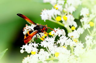 工蜂上脾蜂王不上脾是什么原因(蜂王不上脾是怎么回事) 工蜂上脾蜂王不上脾是什么原因(蜂王不上脾是怎么回事)