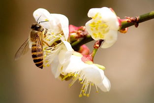 工蜂上脾蜂王不上脾是什么原因(蜂王不上脾是怎么回事) 工蜂上脾蜂王不上脾是什么原因(蜂王不上脾是怎么回事)