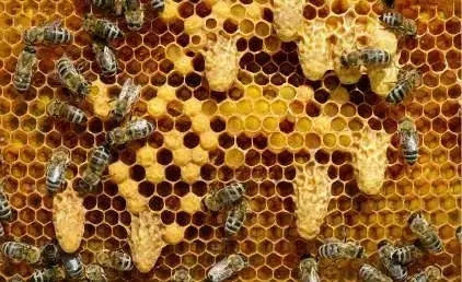 如何提高王臺介王成功率 如何提高王臺介王成功率