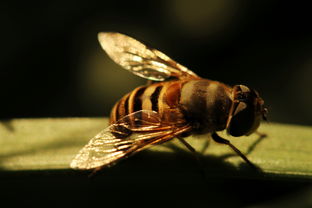 黃美意是松丹一號(hào)嗎(黃色意蜂有幾個(gè)品種) 黃美意是松丹一號(hào)嗎(黃色意蜂有幾個(gè)品種)