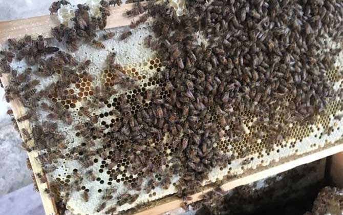 養中蜂最忌些什么東西?(中蜂養殖的注意事項) 養中蜂最忌些什么東西?(中蜂養殖的注意事項)