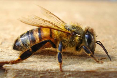 工蜂產(chǎn)的卵是什么蜂（產(chǎn)卵的工蜂長(zhǎng)什么樣子）