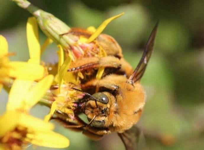 養(yǎng)蜂初學(xué)者如何養(yǎng)好蜜蜂 養(yǎng)蜂初學(xué)者如何養(yǎng)好蜜蜂