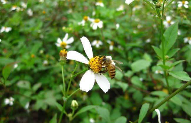 養(yǎng)蜂初學(xué)者如何養(yǎng)好蜜蜂 養(yǎng)蜂初學(xué)者如何養(yǎng)好蜜蜂