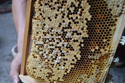 蜜蜂巢蟲(chóng)如何防治