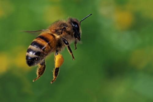 新蜂王產(chǎn)卵了還會(huì)被工蜂放棄嗎（被囚的老蜂王是否會(huì)被工蜂放棄飼養(yǎng)）