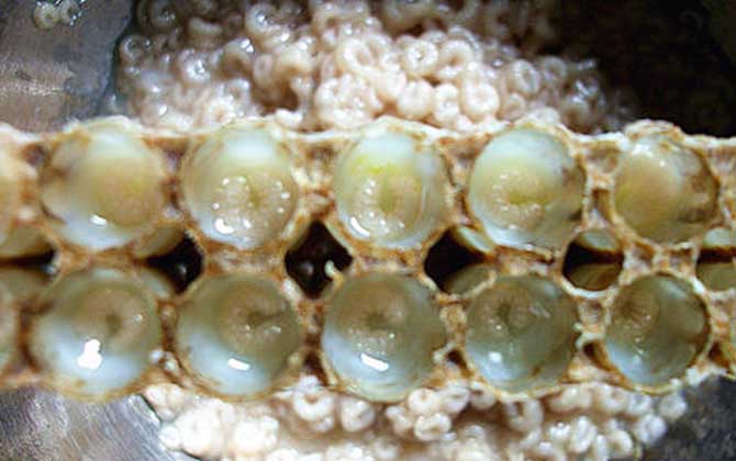 蜂王胎的功效(吃蜂王胎一年后有什么變化) 蜂王胎的功效(吃蜂王胎一年后有什么變化)