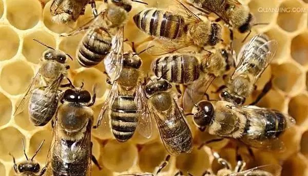 蜜蜂越冬白天喂好還是晚上喂好(蜜蜂白天喂和晚上喂得區(qū)別) 蜜蜂越冬白天喂好還是晚上喂好(蜜蜂白天喂和晚上喂得區(qū)別)