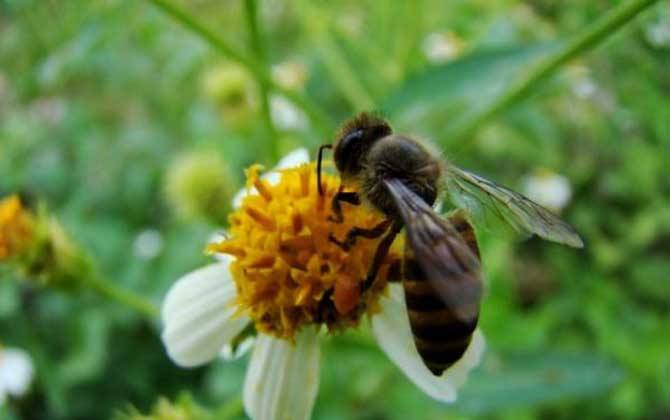 【蜜蜂知識】用什么方法可以趕走蜜蜂 用什么方法可以趕走蜜蜂