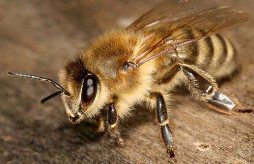 蜜蜂和黃蜂的區別 蜜蜂和黃蜂的區別