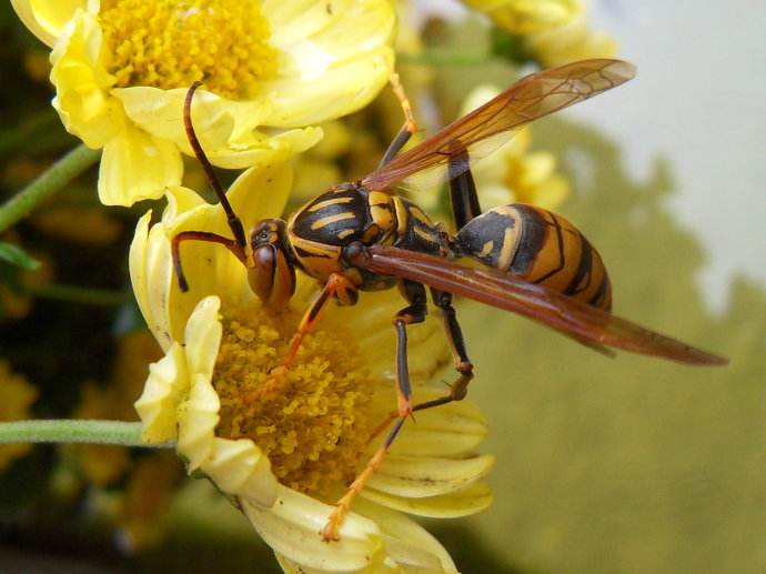 蜜蜂和黃蜂的區別 蜜蜂和黃蜂的區別