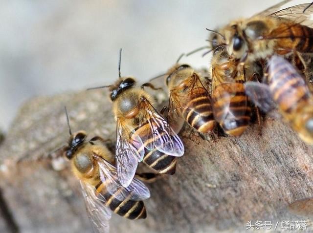 蜜蜂的平均壽命一般有多長?能活多久? 蜜蜂的平均壽命一般有多長?能活多久?