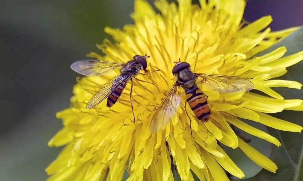 蜜蜂孢子蟲病如何防治？