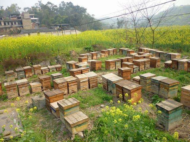 蜜蜂孢子蟲病如何防治？