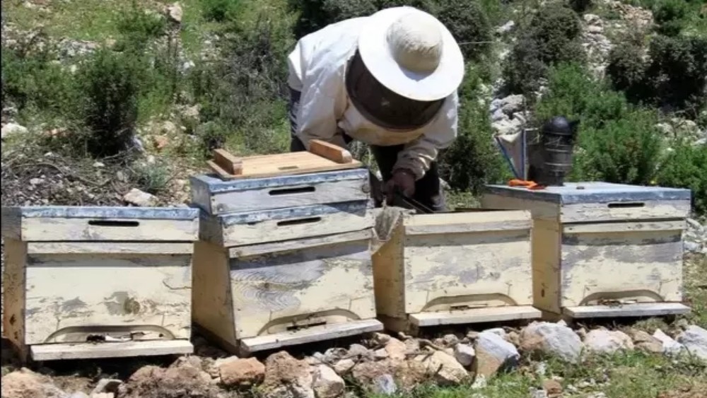 養蜜蜂的蜂箱通風口應該裝在什么位置(詳解蜂箱通風口安裝位置) 養蜜蜂的蜂箱通風口應該裝在什么位置(詳解蜂箱通風口安裝位置)