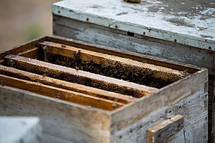 養蜜蜂的蜂箱通風口應該裝在什么位置(詳解蜂箱通風口安裝位置) 養蜜蜂的蜂箱通風口應該裝在什么位置(詳解蜂箱通風口安裝位置)