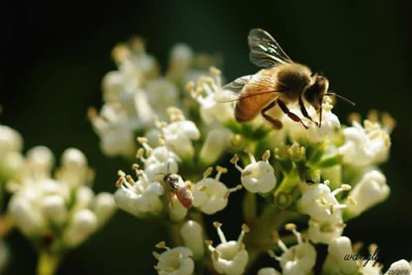 蜜蜂為什么棄巢逃跑(蜜蜂逃跑的原因) 蜜蜂為什么棄巢逃跑(蜜蜂逃跑的原因)