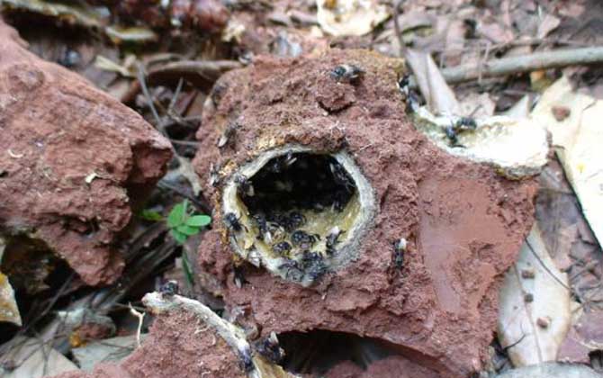 酸蜂如何分蜂 酸蜂如何分蜂