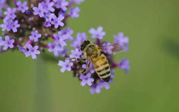 殺蜂螨的最好方法 殺蜂螨的最好方法