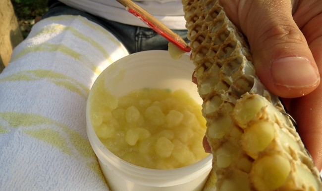 新手養蜂怎么取王漿(取蜂王漿的操作過程) 新手養蜂怎么取王漿(取蜂王漿的操作過程)