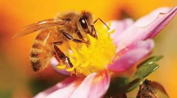 蜜蜂的一生 蜜蜂的一生