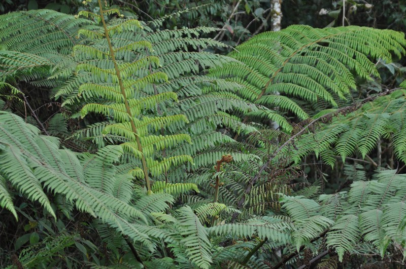 黑大蜜蜂 黑大蜜蜂