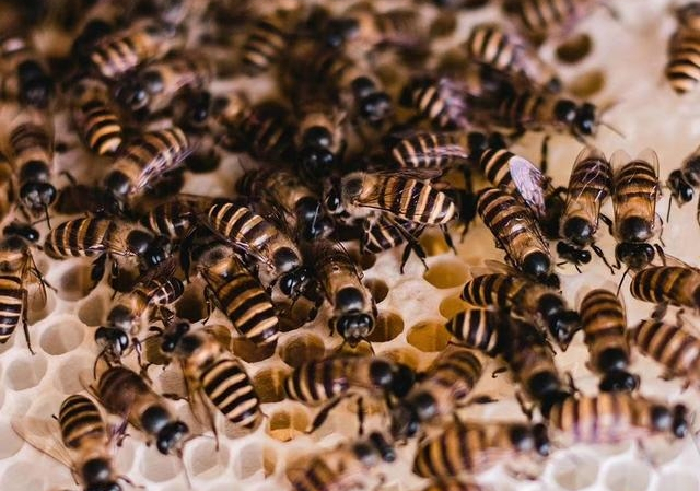 蜂路一般要多寬（蜜蜂蜂路標準距離）