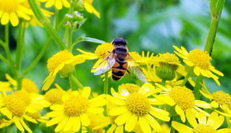 黃蜂就是馬蜂嗎(馬蜂和黃蜂的區別是什么) 黃蜂就是馬蜂嗎(馬蜂和黃蜂的區別是什么)